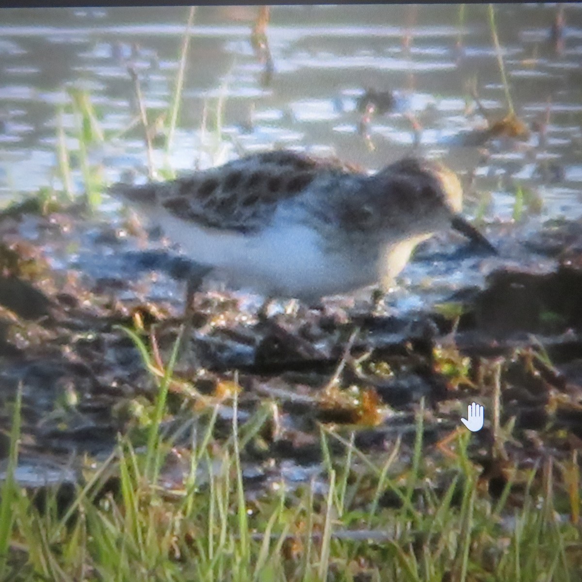 Least Sandpiper - ML635723076