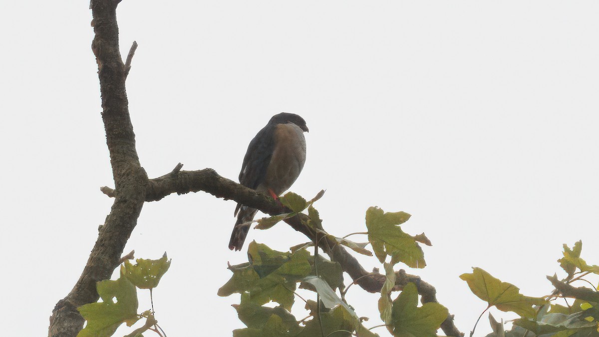 Red-thighed Sparrowhawk - ML635723081