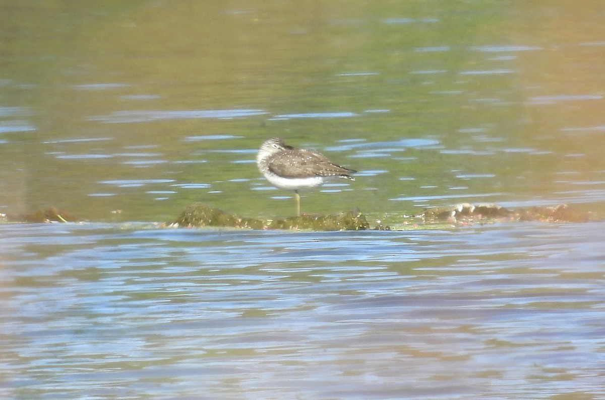 Solitary Sandpiper - ML635723093
