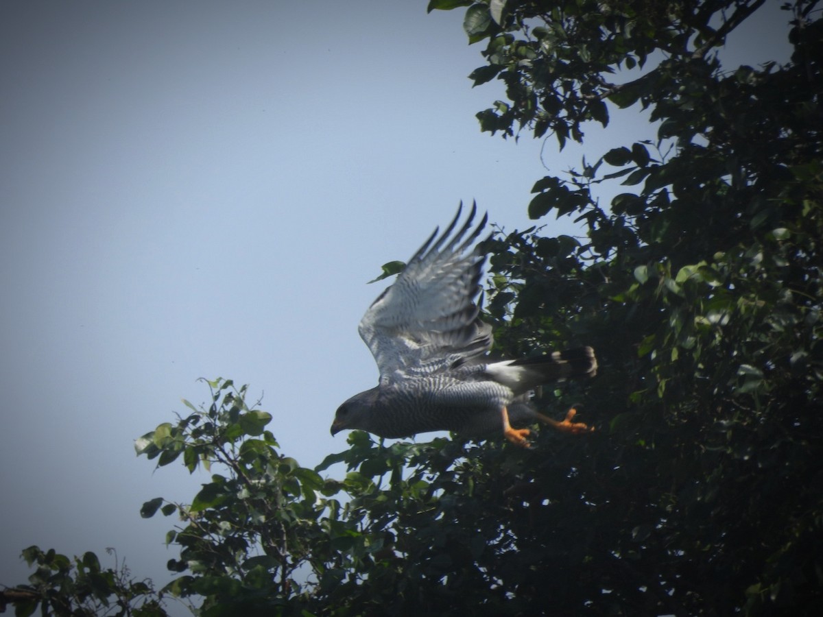 Gray Hawk - ML635723132