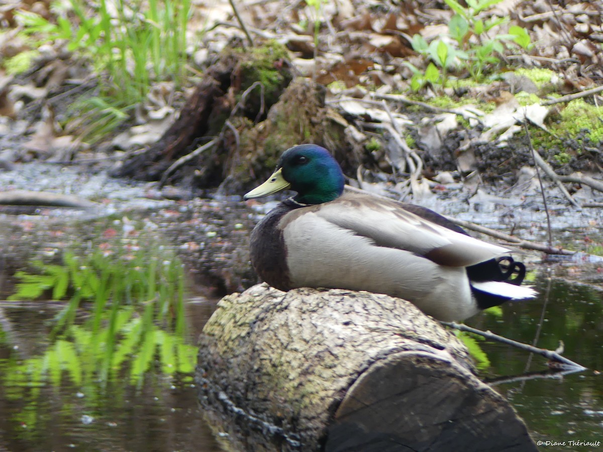 Mallard - ML635723199