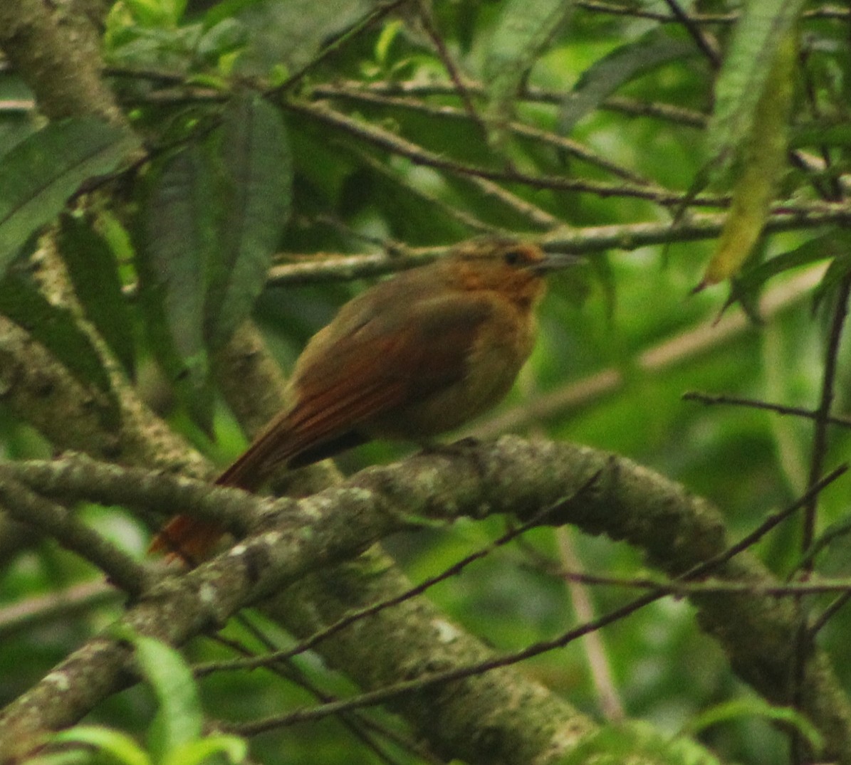 Buff-fronted Foliage-gleaner - ML635723247
