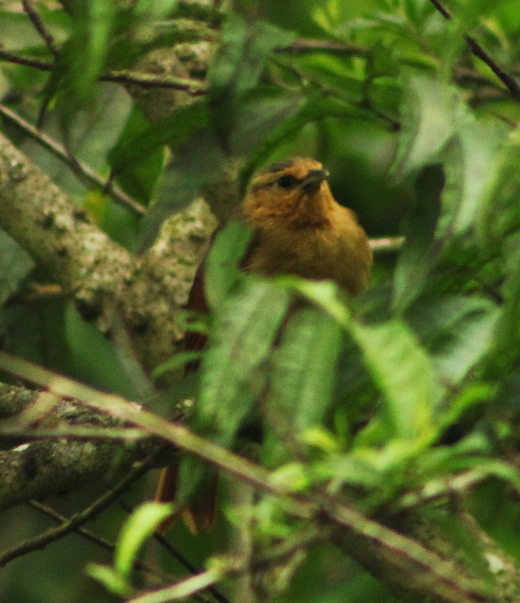 Buff-fronted Foliage-gleaner - ML635723248