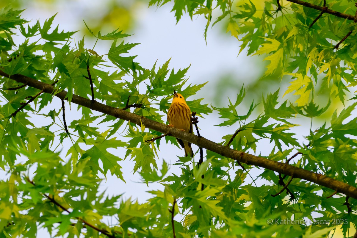Northern Yellow Warbler - ML635723276