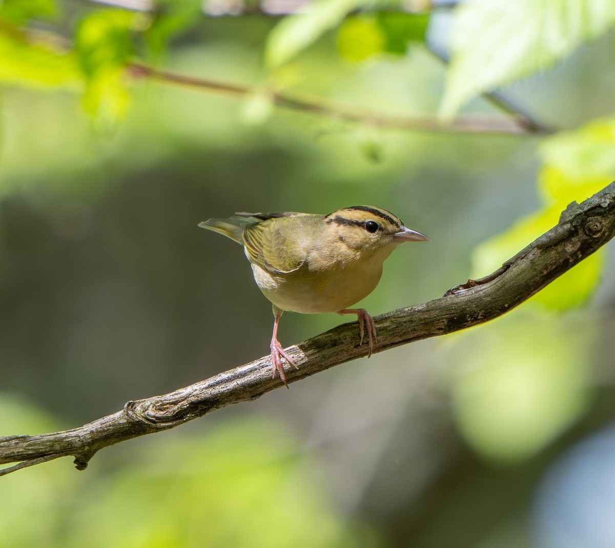 Worm-eating Warbler - ML635723291