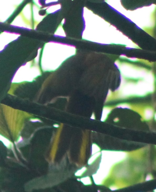 Yellow-olive Flatbill - ML635723297