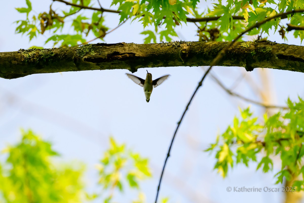 Ruby-throated Hummingbird - ML635723319