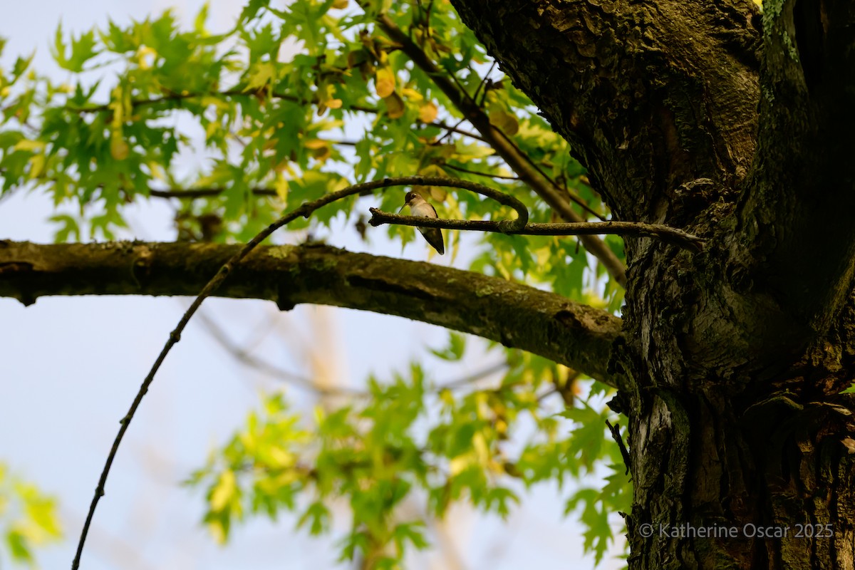 Ruby-throated Hummingbird - ML635723320