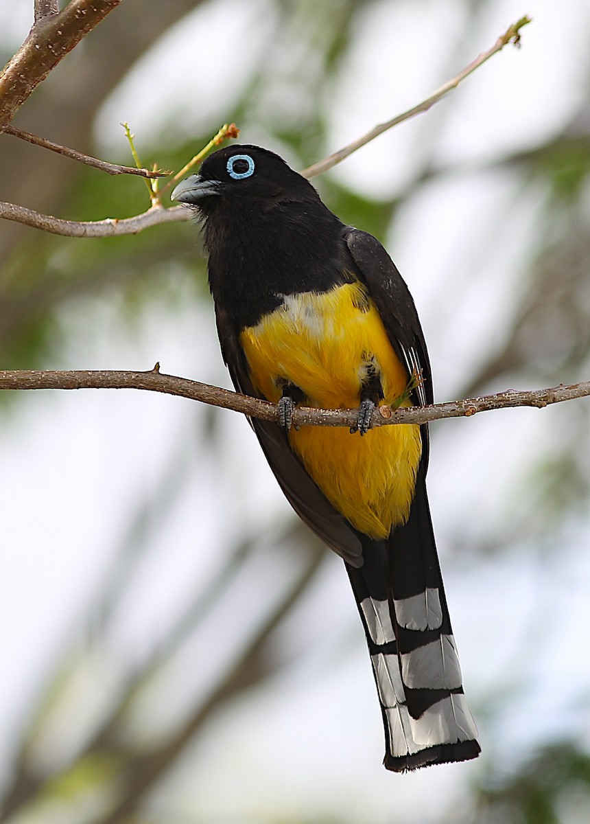 Black-headed Trogon - ML635723335