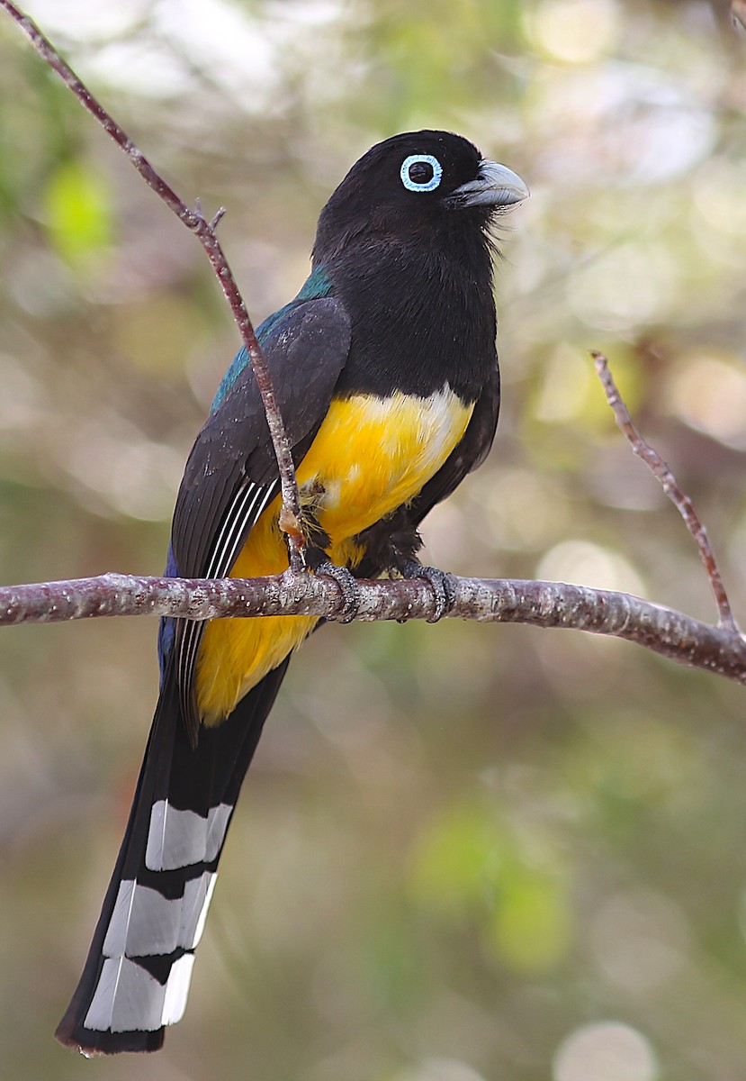 Black-headed Trogon - ML635723336