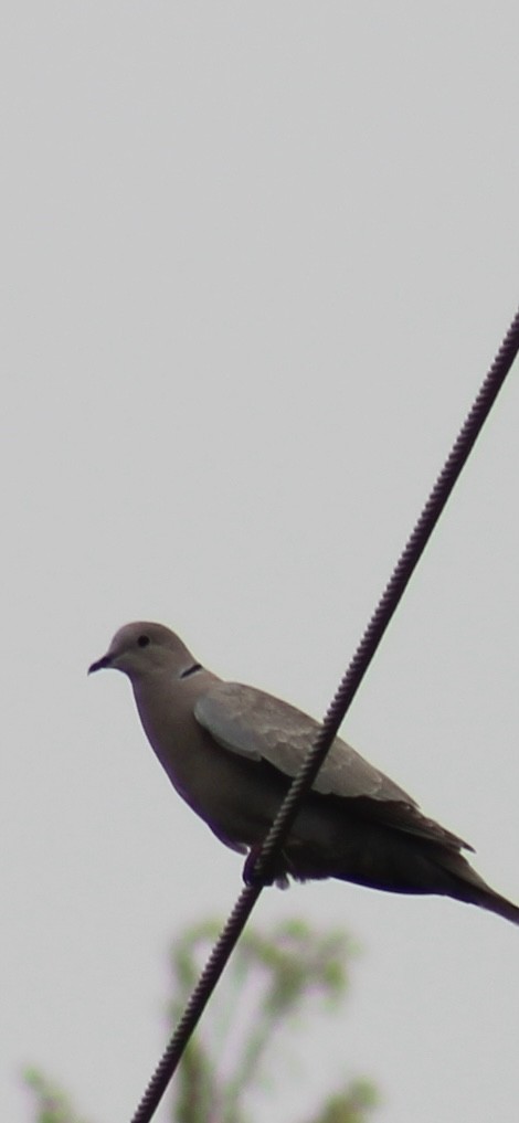 hrdlička zahradní - ML635723337