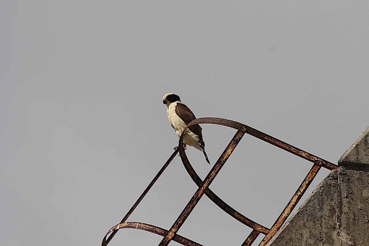 Laughing Falcon - ML635723349