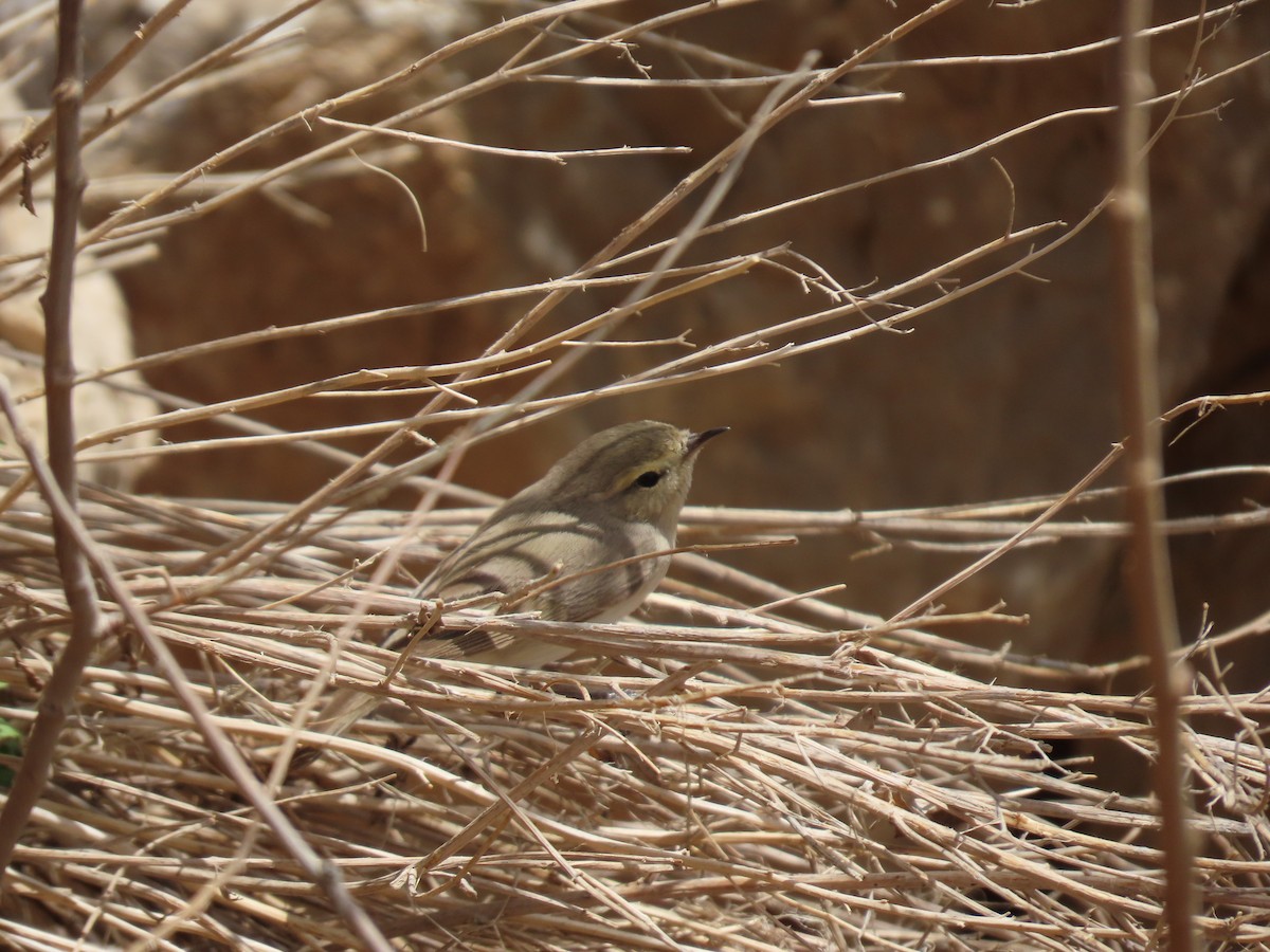 Plain Leaf Warbler - ML635723352