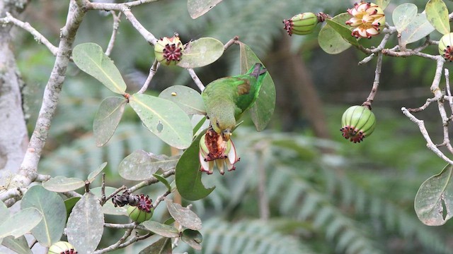 Golden-tailed Parrotlet - ML635723371