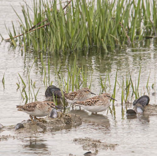 Least Sandpiper - ML635723372