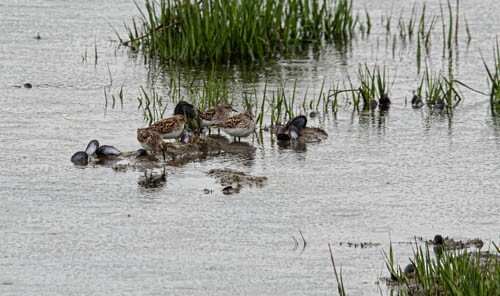 Least Sandpiper - ML635723373
