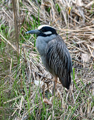 Yellow-crowned Night Heron - ML635723388