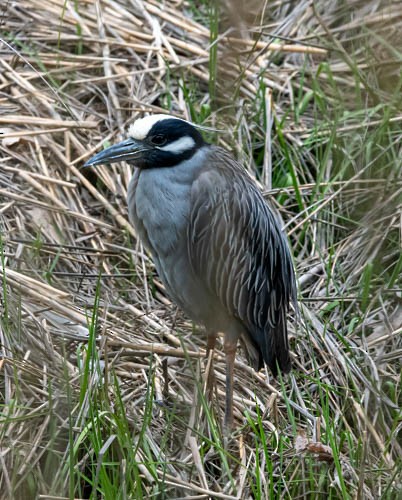Yellow-crowned Night Heron - ML635723389
