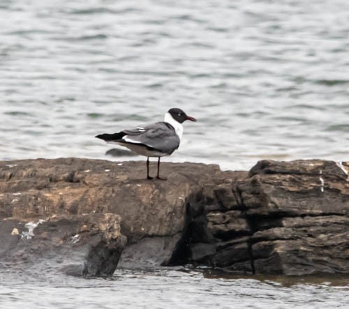 Laughing Gull - ML635723415