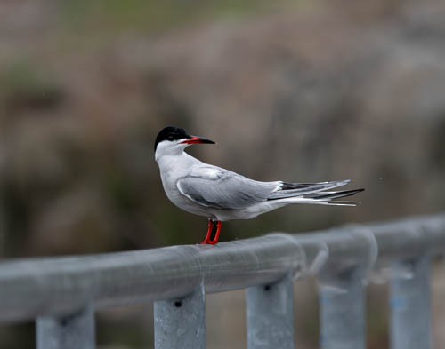 Forster's Tern - ML635723425