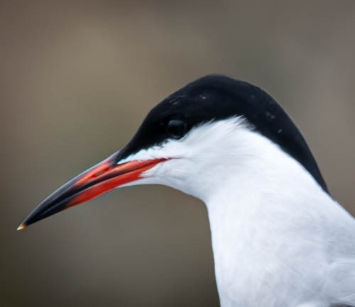 Forster's Tern - ML635723426