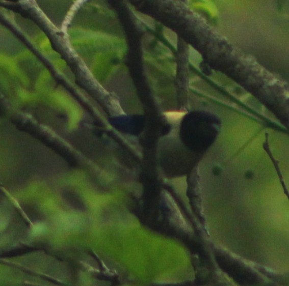 Black-headed Tanager - ML635723480