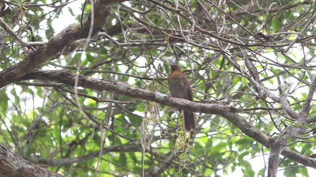 Rufous-brown Solitaire - ML635723502