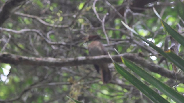 Rufous-brown Solitaire - ML635723513