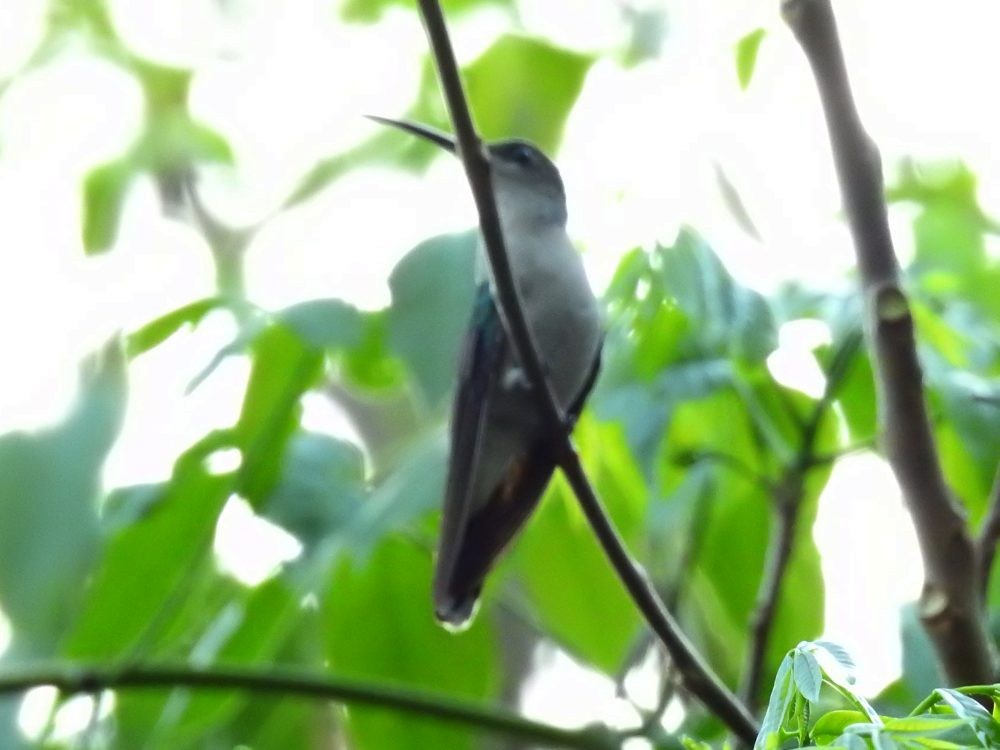 Colibri de Buffon - ML635723598
