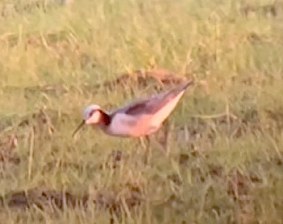 Wilson's Phalarope - ML635723642