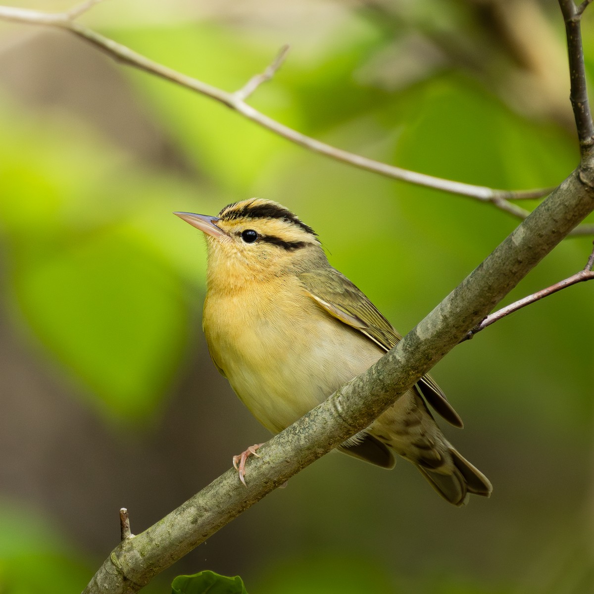 Worm-eating Warbler - ML635723716