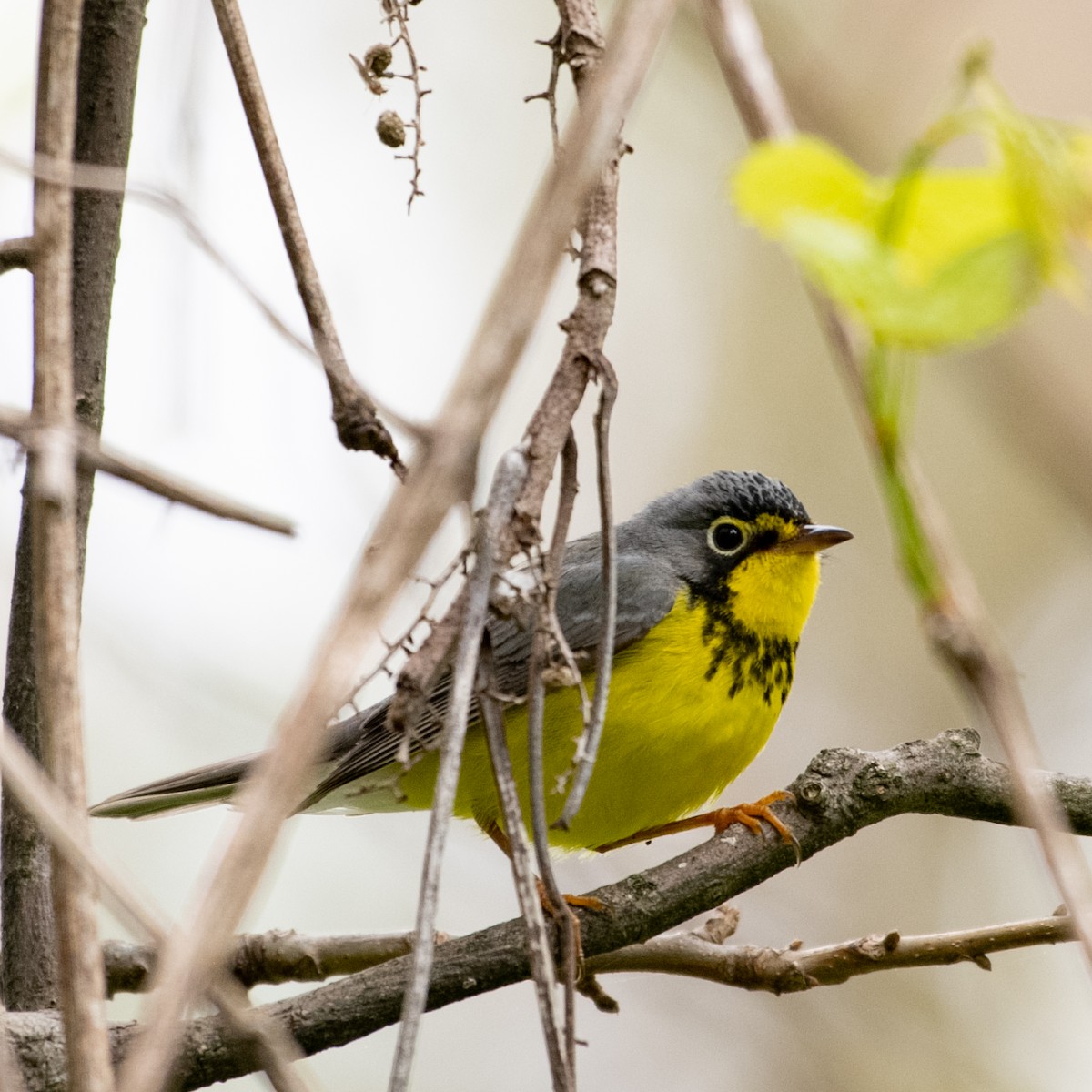 Paruline du Canada - ML635723768