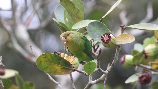 Golden-tailed Parrotlet - ML635723865
