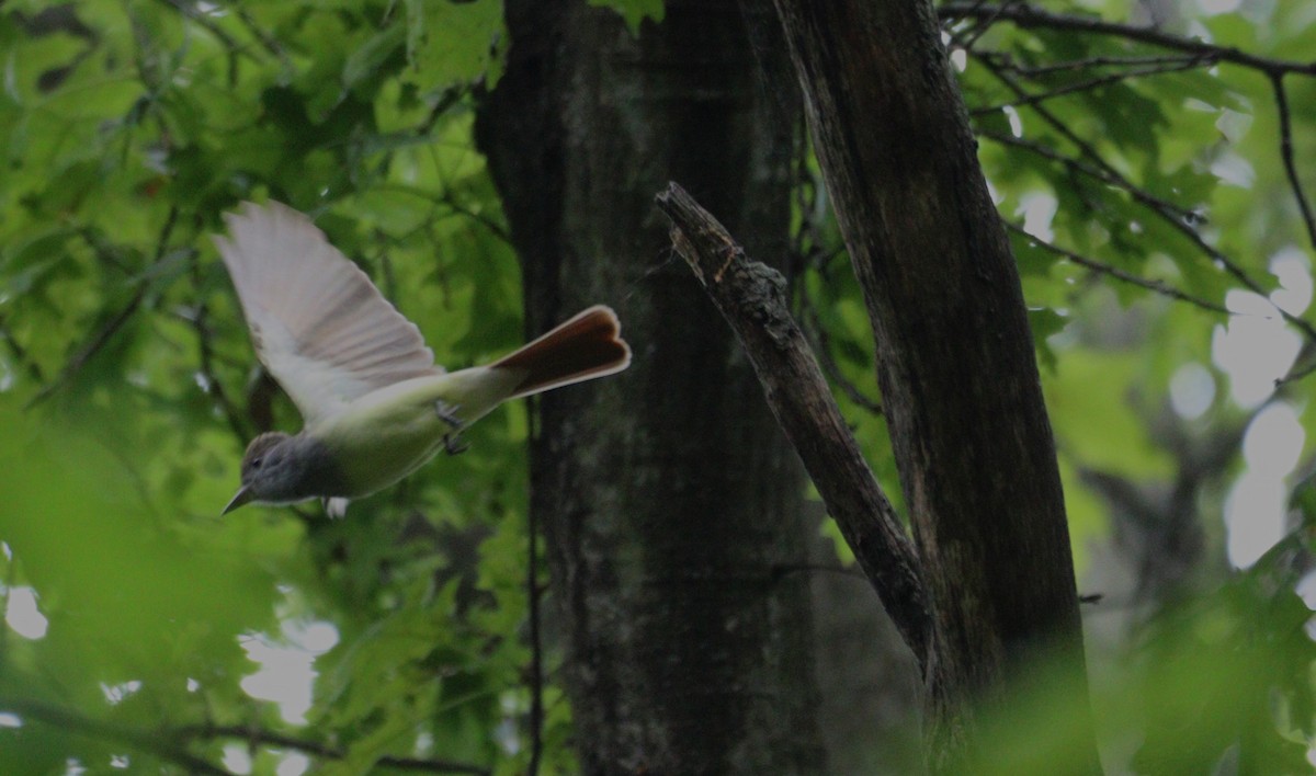 Great Crested Flycatcher - ML635723997