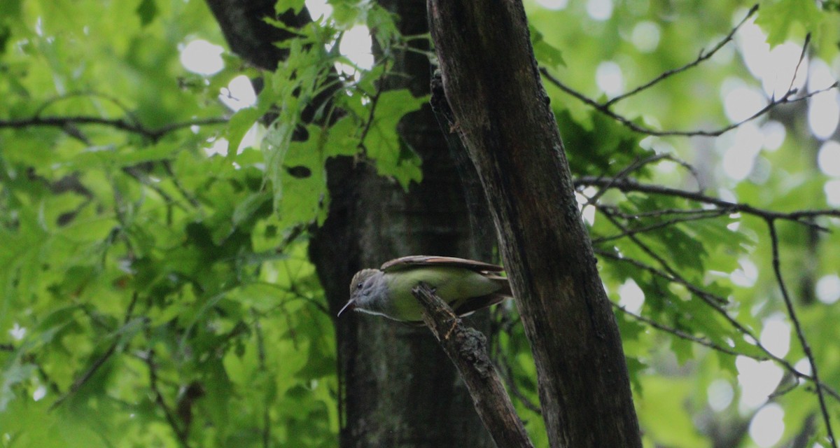 Great Crested Flycatcher - ML635724033