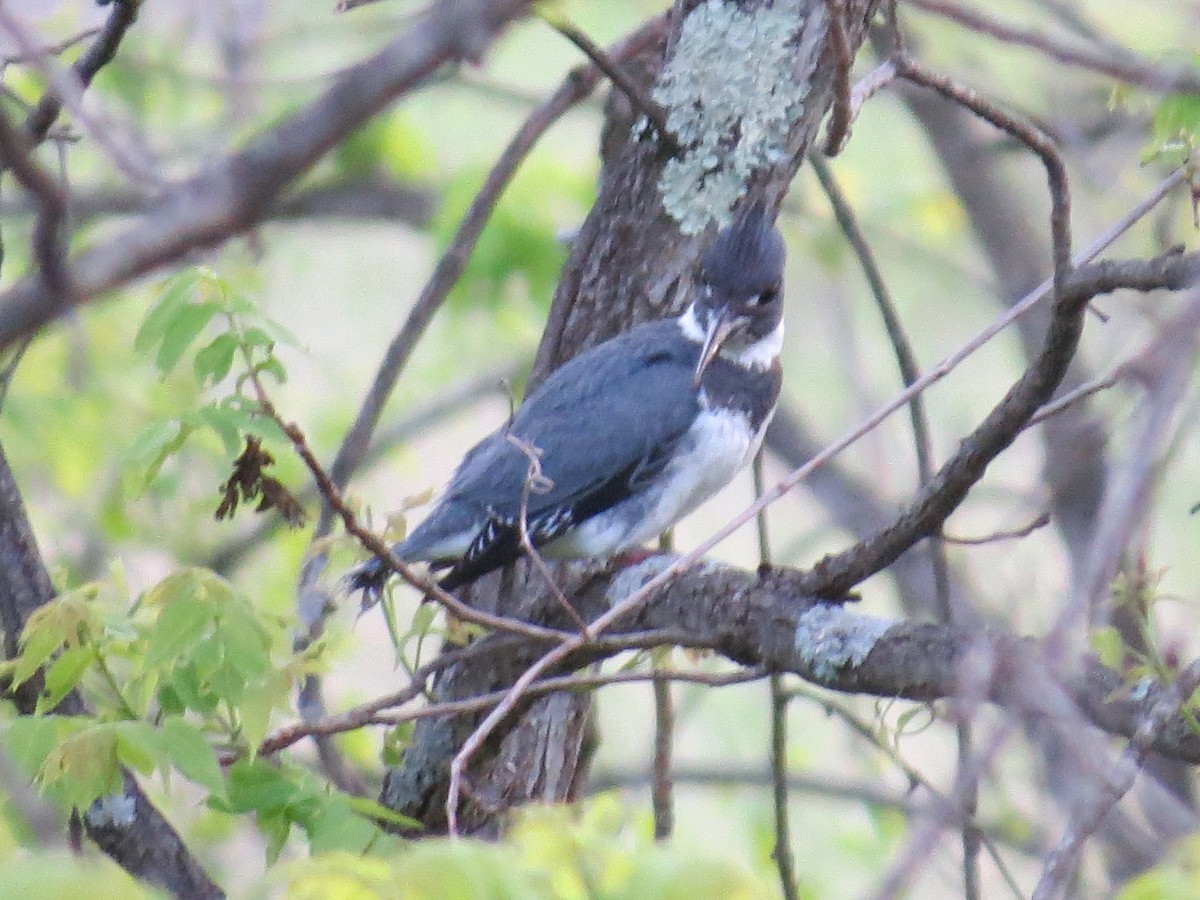 Belted Kingfisher - ML635724164