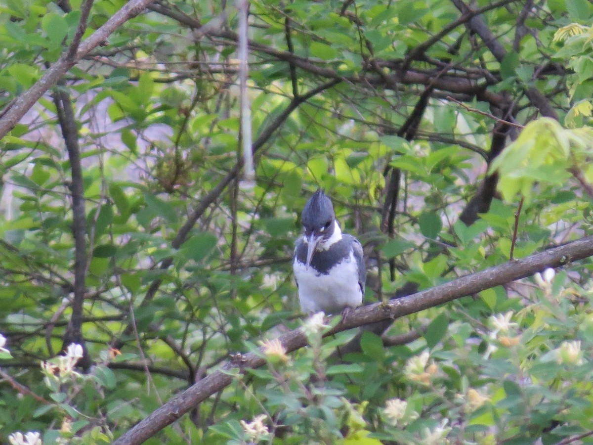 Belted Kingfisher - ML635724170