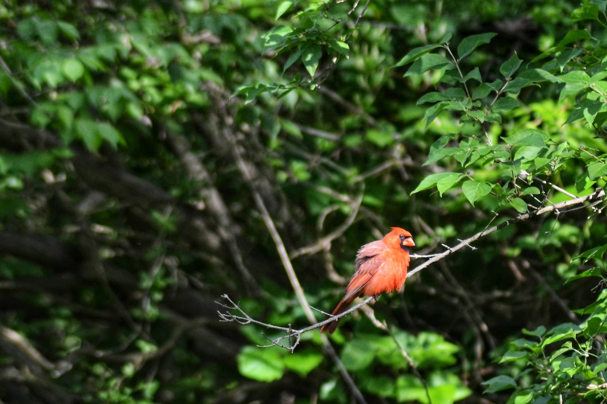 ショウジョウコウカンチョウ - ML635724182