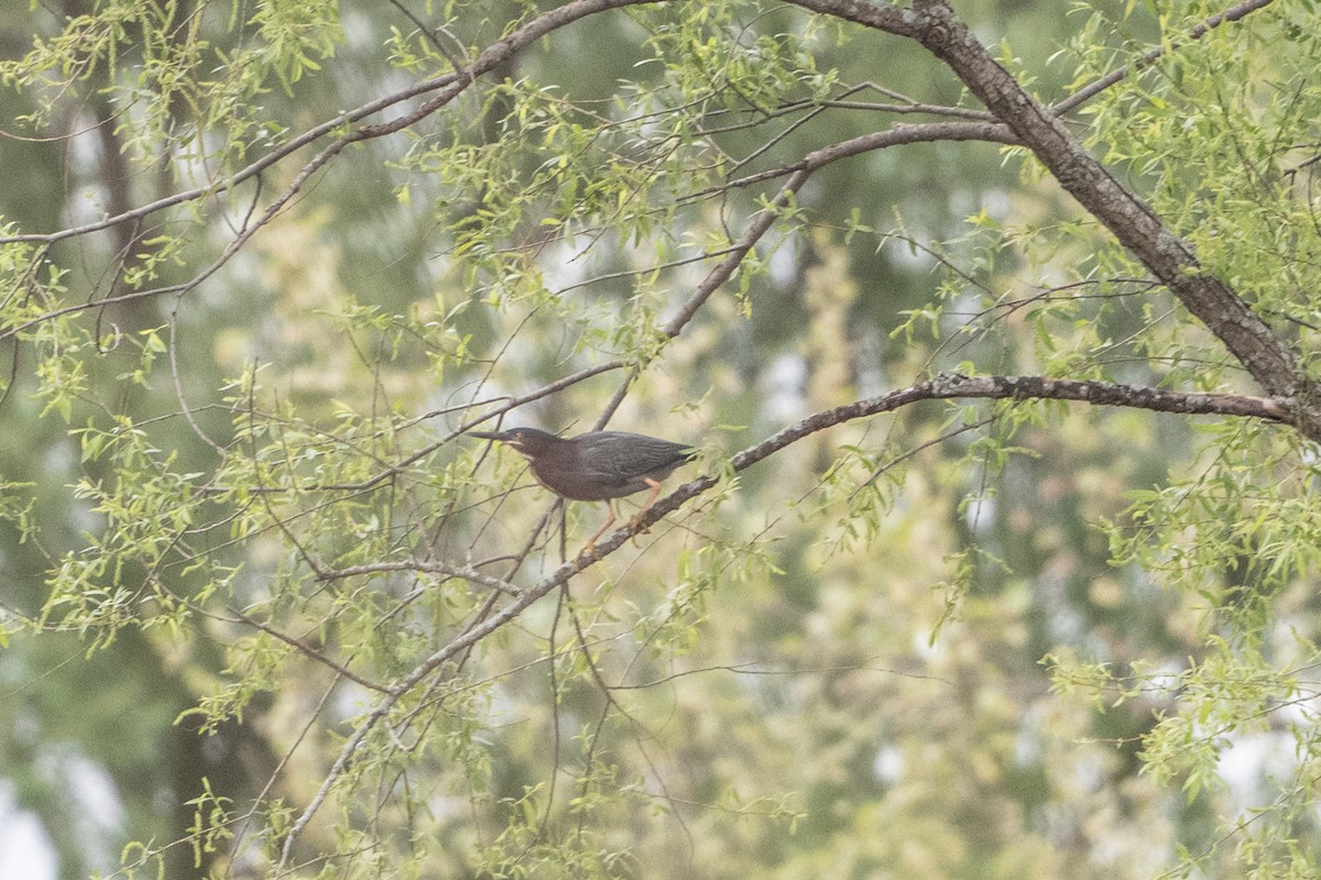 Green Heron - ML635724194