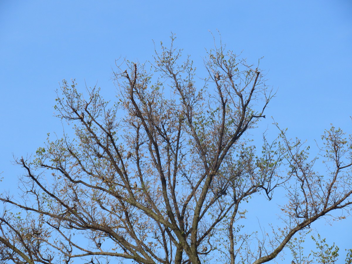 Blue Jay - ML635724232