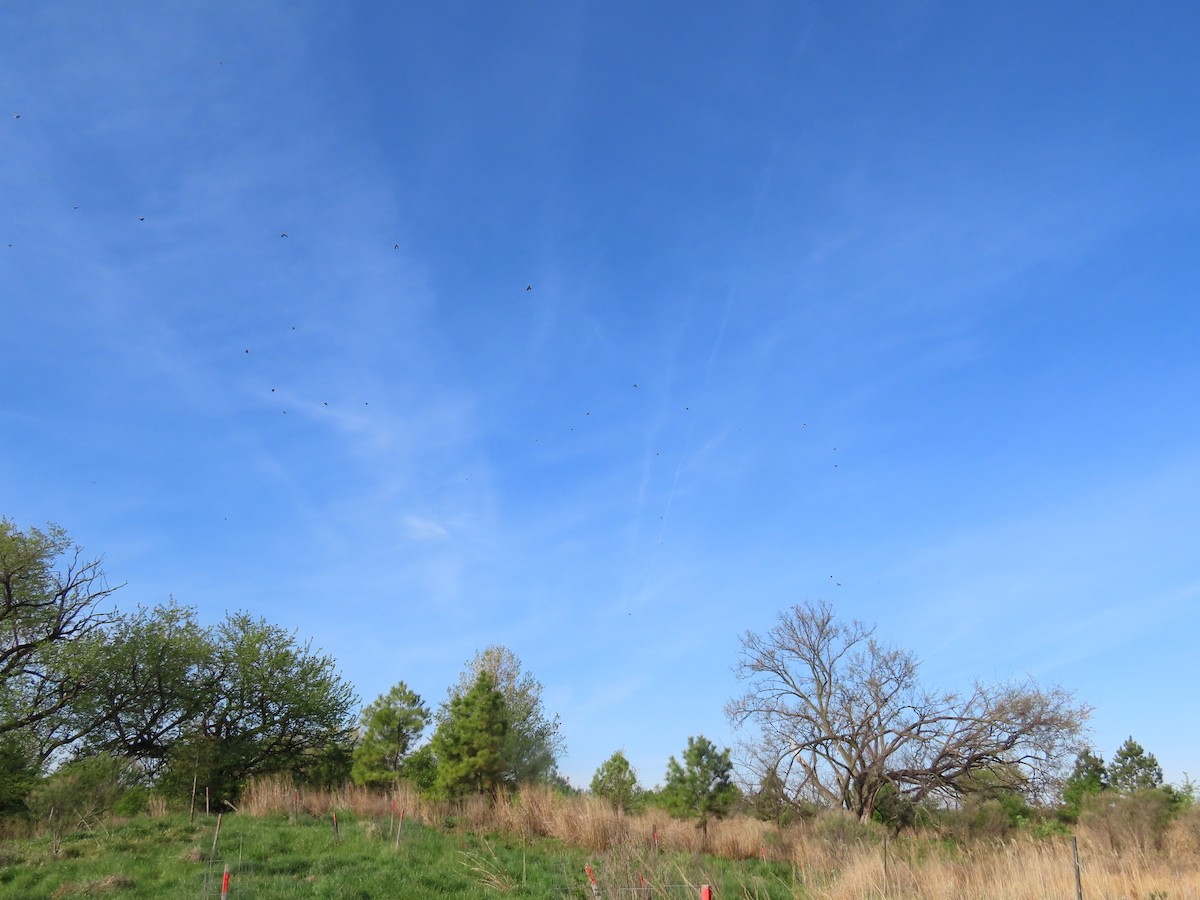 Blue Jay - ML635724238