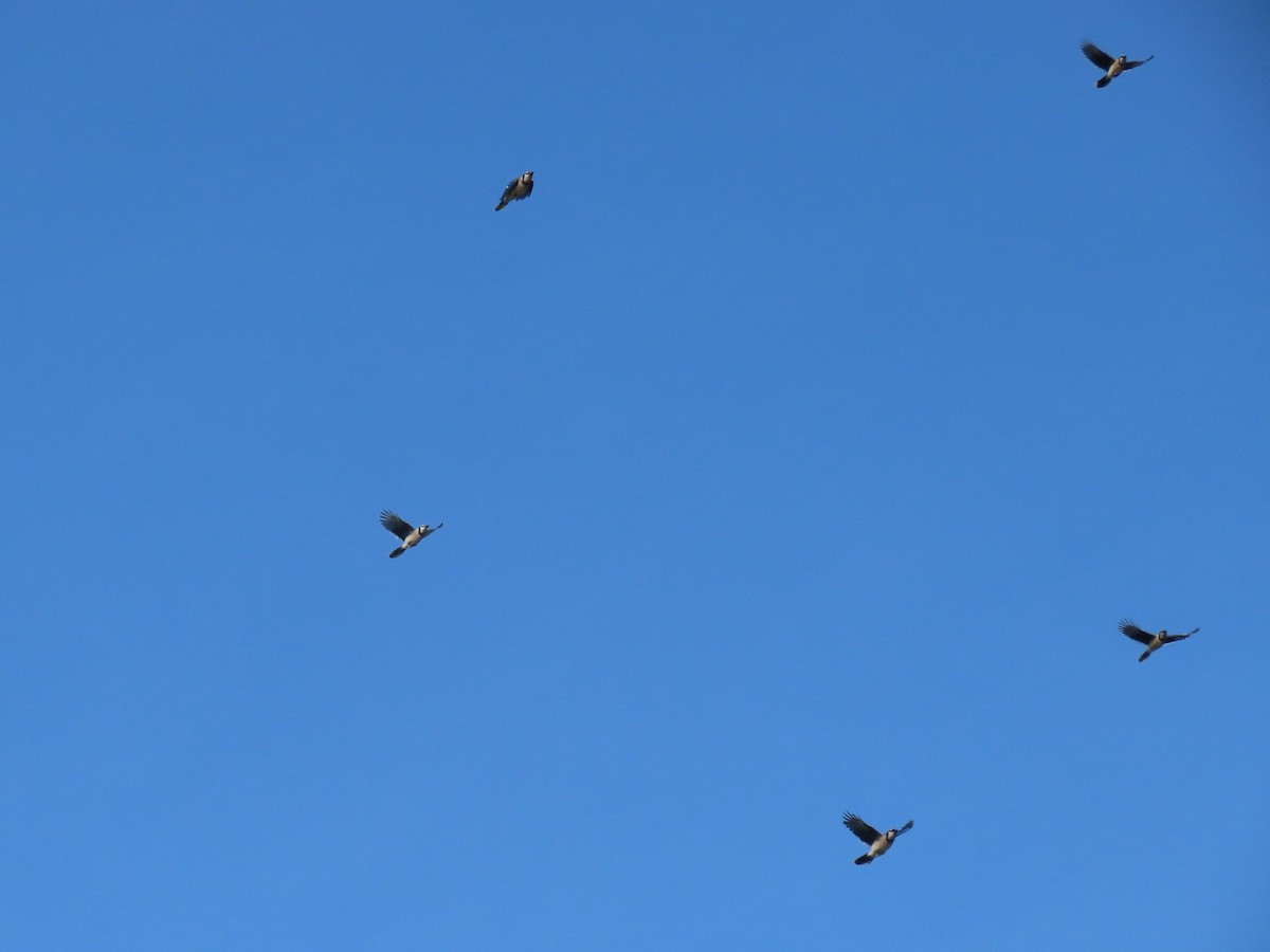 Blue Jay - ML635724239