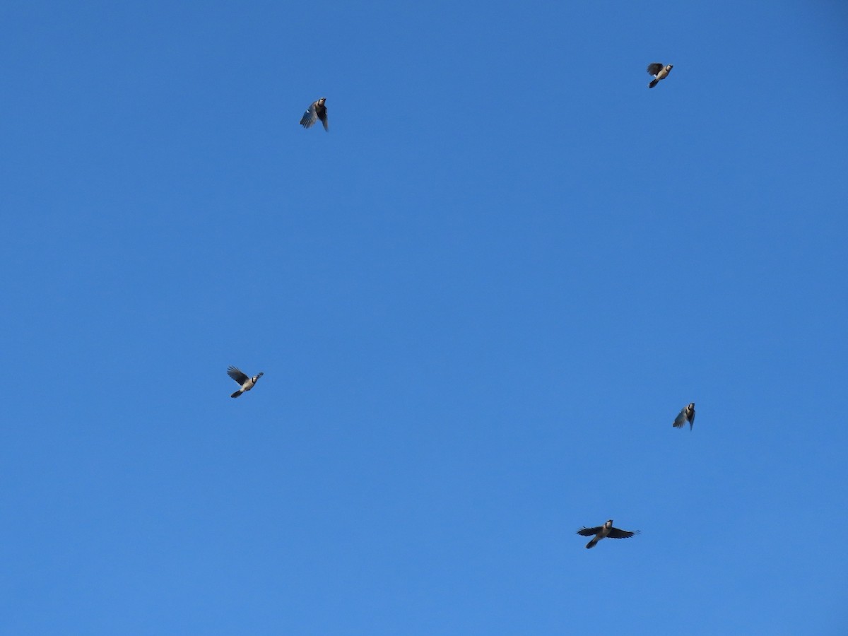 Blue Jay - ML635724244