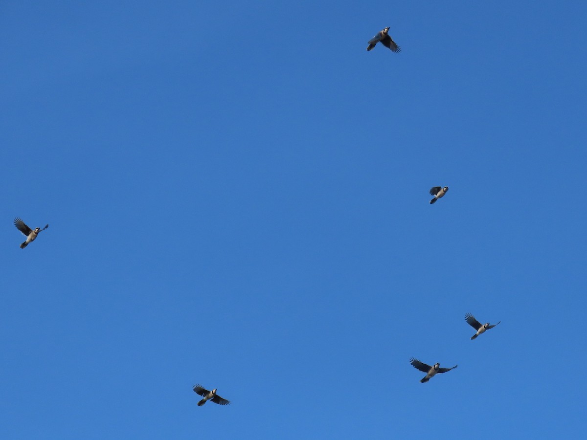 Blue Jay - ML635724246