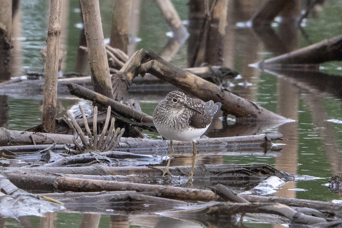 Solitary Sandpiper - ML635724248