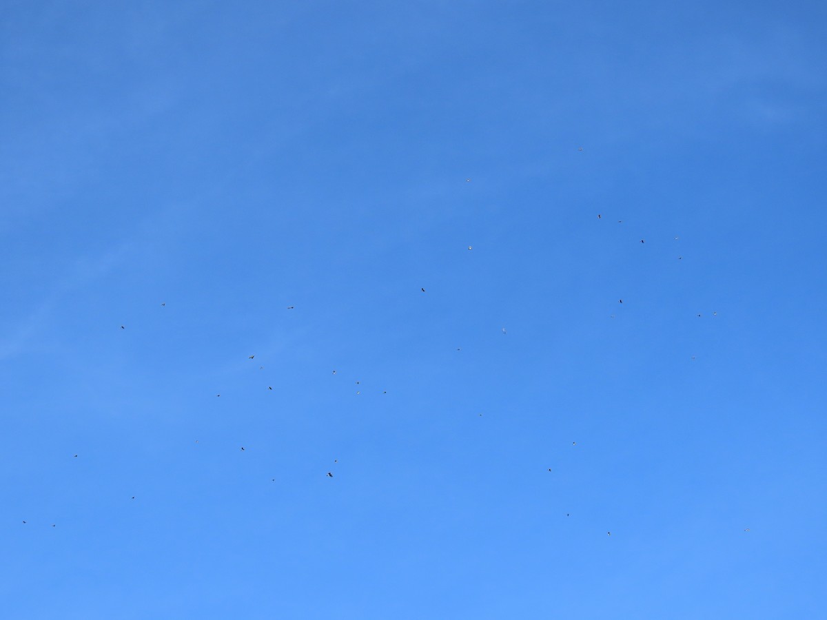 Blue Jay - ML635724253
