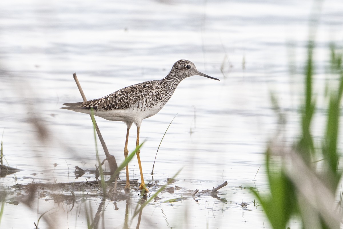 Lesser Yellowlegs - ML635724269