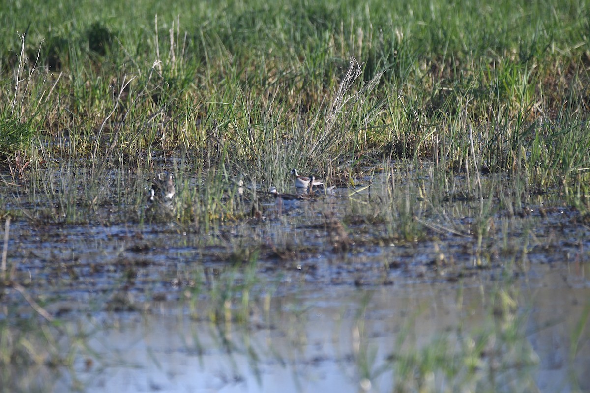 Wilson's Phalarope - ML635724356
