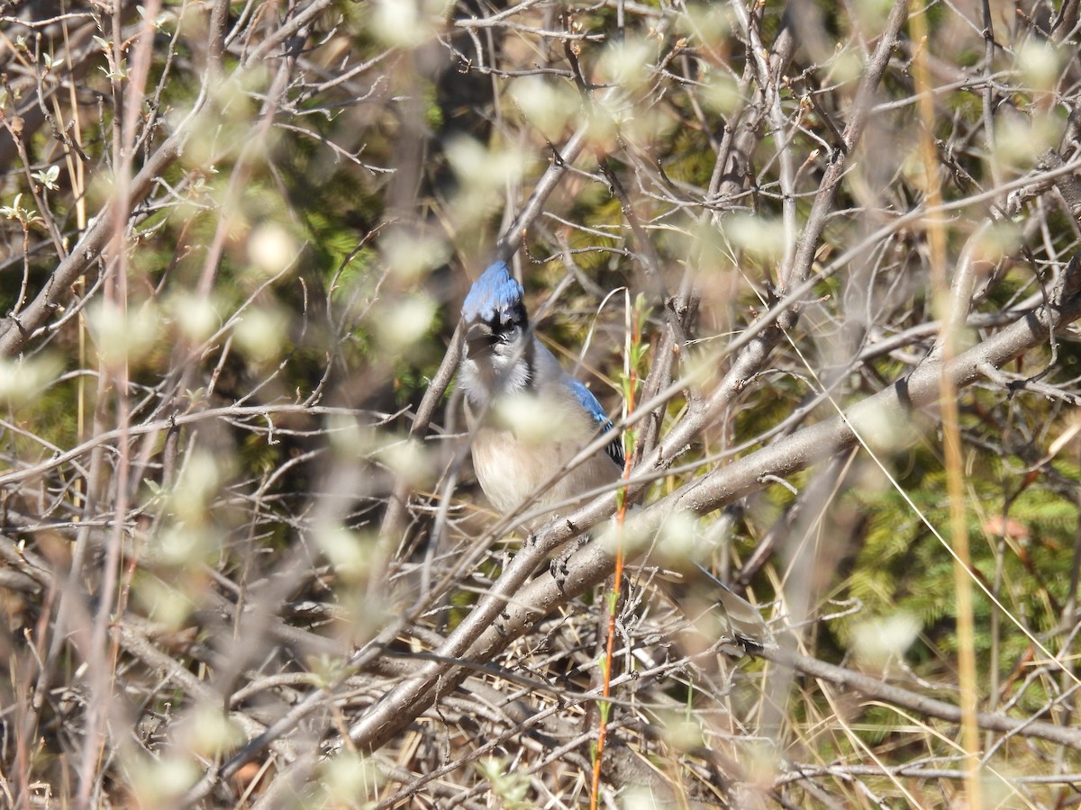 Blue Jay - ML635724493
