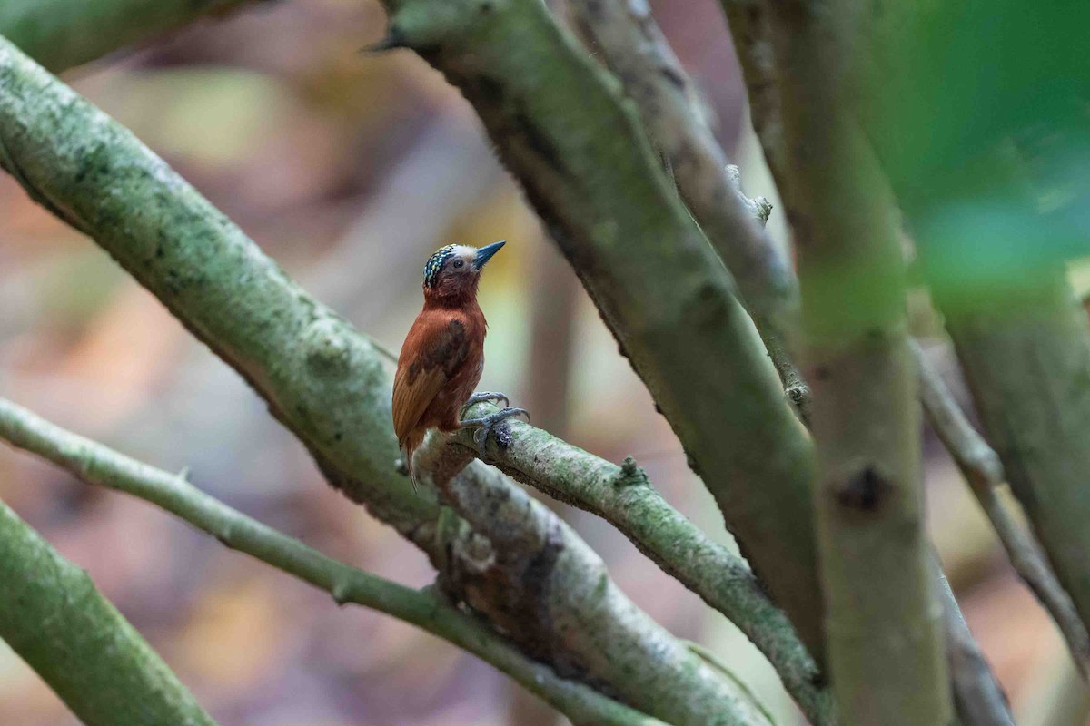 Chestnut Piculet - ML635724500